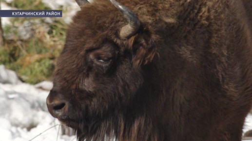 В Башкирию привезут еще девять белорусских зубров