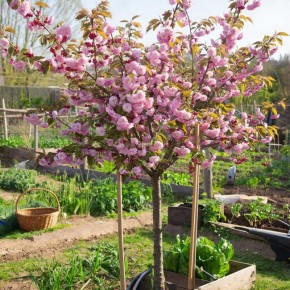 ��� �������� �������� ����� ����� � �������: ������� ��������� ����