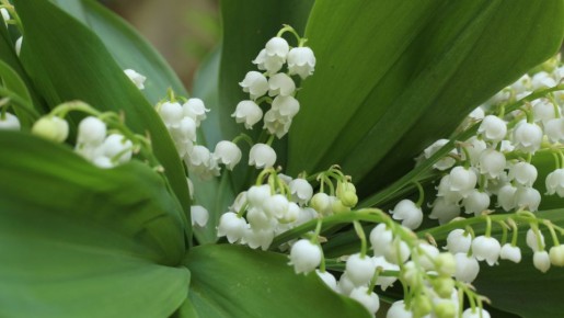 ������ ������� ��� ���������: ��� ����� ����� � 1 ������