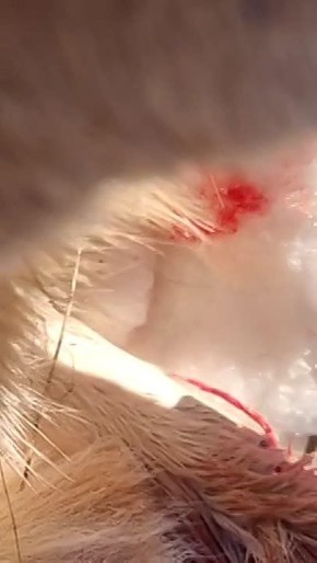 Косуля пострадала от собак