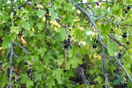 ��� ������� ������ ���� ��������� ��� ������ ����?