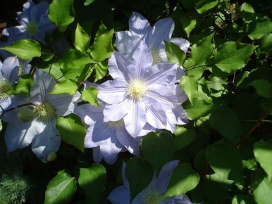 ��� ������ ��������� �� ��������: ������ �� ������ � ����������� � ������