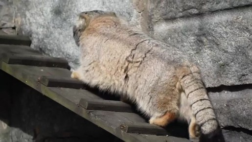 Давайте немного отвлечемся и порадуемся за манула Тимофея, который худеет к лету