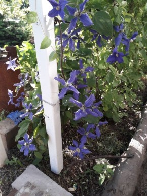 Летняя симфония на даче: цветы и ухоженные грядки