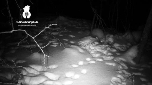 Куница засветила свой тайник с запасами