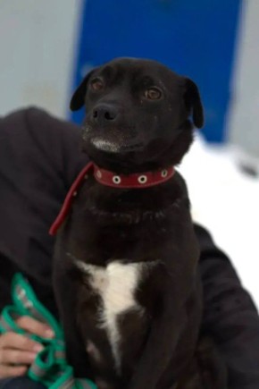 В Уфе снова проведут акцию «Ищу человека», где бездомные животные могут обрести дом и заботу