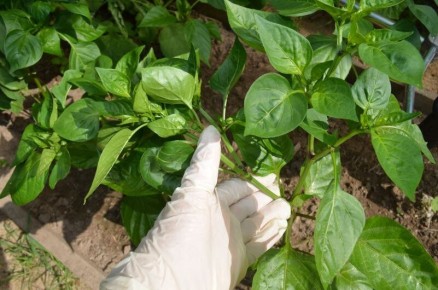 ��� �������� ������������� ����� � ������� � ��������