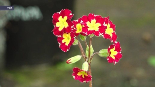 � ������������ ���� ��� ������ ������������ ������ �����