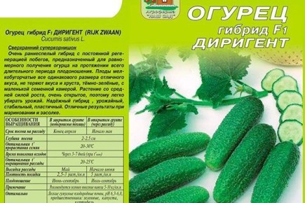 Огурцы Диригент: секреты успешного выращивания и начинающим садоводам