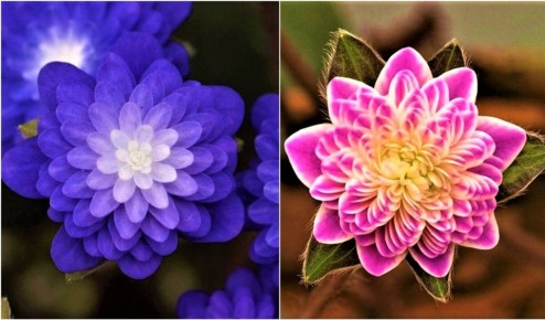 Очарование первоцветов: нежные печеночницы в вашем саду