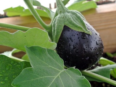 �������, ������� ������� ���������� �������� �����