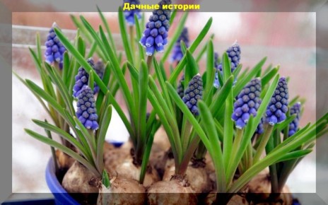 Весенний балкон: как создать уютный цветущий уголок