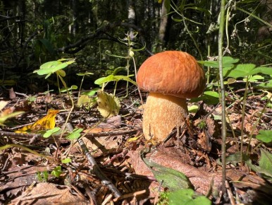 ��������� ���� ����� ������: ����� �� ������� � ������� ������