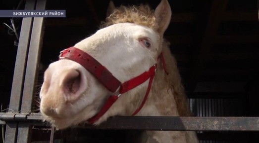 В Башкирии проходит весенняя вакцинация сельхозживотных