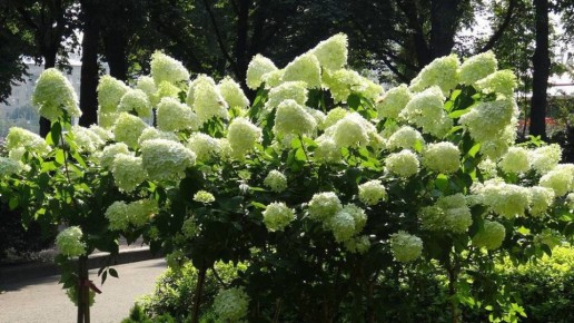 Как вырастить гортензию без химических удобрений: секрет успешного ухода