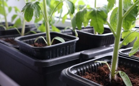 ��� ��������� ������� �������: ������� ��� ��������� ������