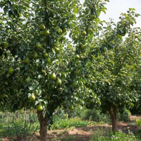 Как выбрать идеальные груши для сада в средней полосе