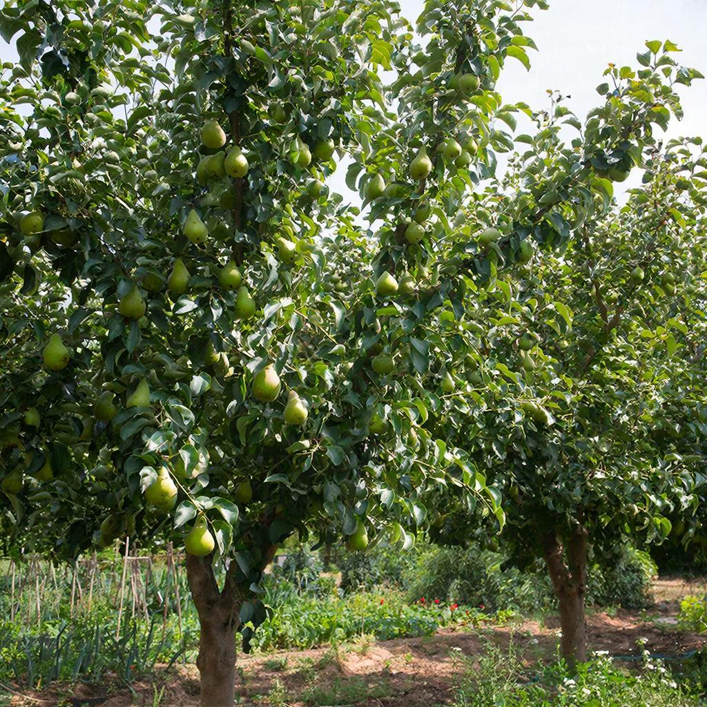 Как выбрать идеальные груши для сада в средней полосе