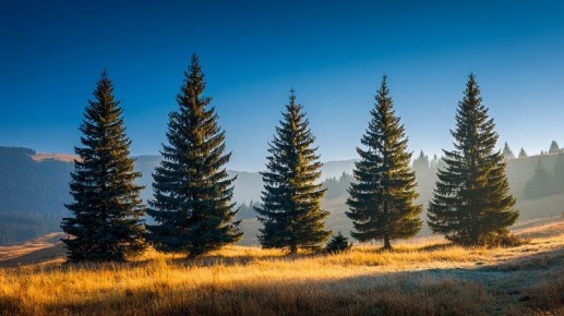 ���������� ����� ���������� ���� �������