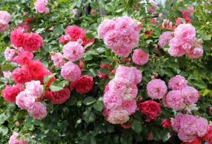 ��� ��������� �������� ������ ������ ���� ����