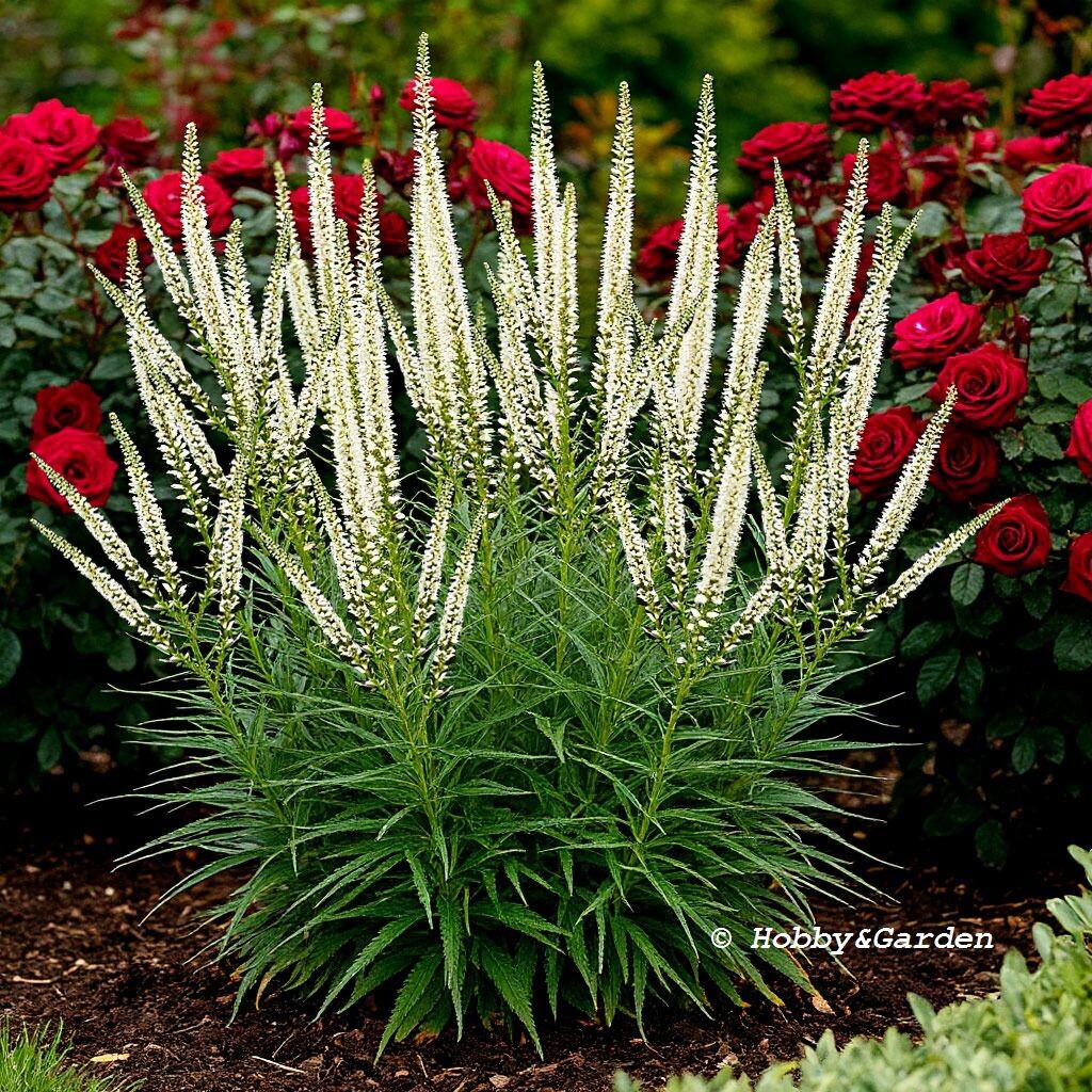 Вероникаструм: королева сада, которую стоит заметить