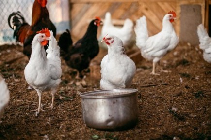 Устранение вредителей в курятнике: простые и эффективные методы