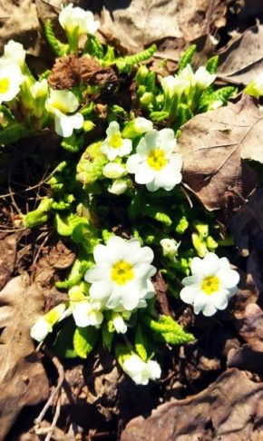 ���������� ������������� ���� � ��� ����� ����������� ������������