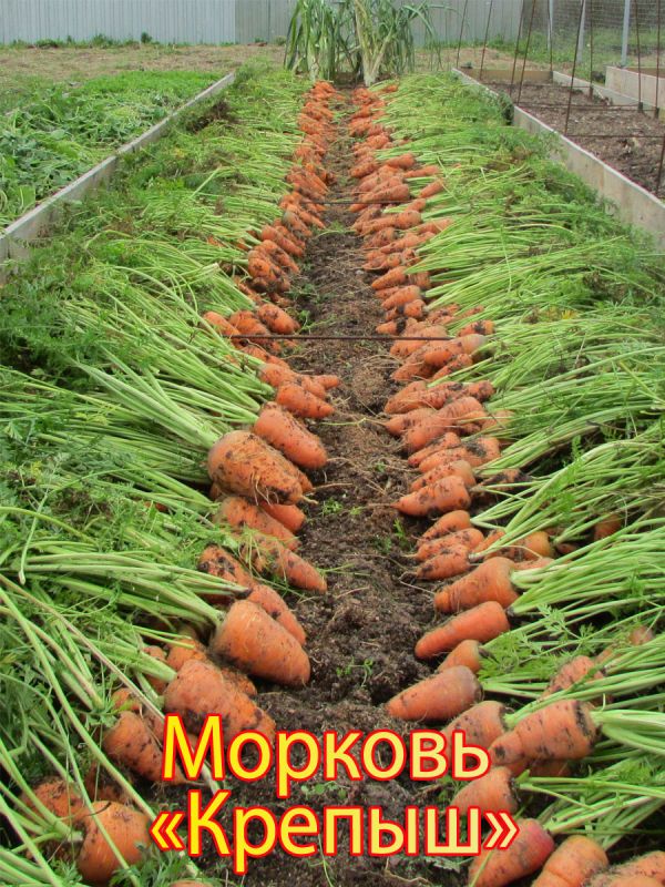 ��������������� ����� ��� ������ ������� � 2026 ����