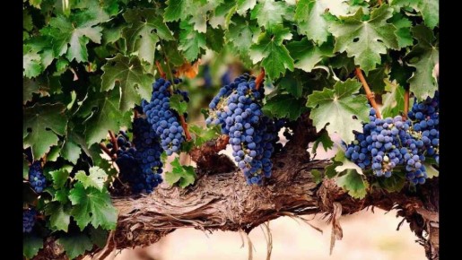 ��� ������� ��������� ��������: ������ ��� ���������� ���������