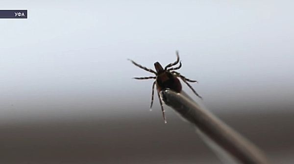 ���������, �����. �� ������ ���������������� �� 2 ������, �� ����������� ������� ���������� 7 �������