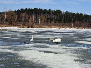 ������ �� ����������� ������� ������� �� ���������� ����� "������-����", ������� ������ ��������� ����� �������