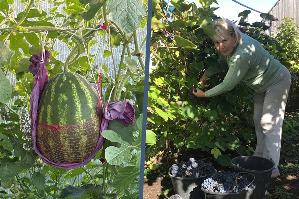 Виноградный рай на Урале: как уральские дачники превращают свой участок в плодородный оазис