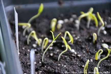 ����� � �����������: ��� ���������� ������� ������ � ������ �����