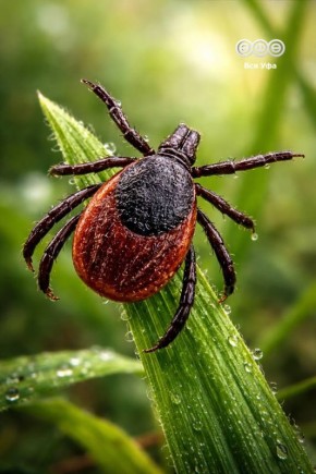 �������� ������ ����� ������� ����������