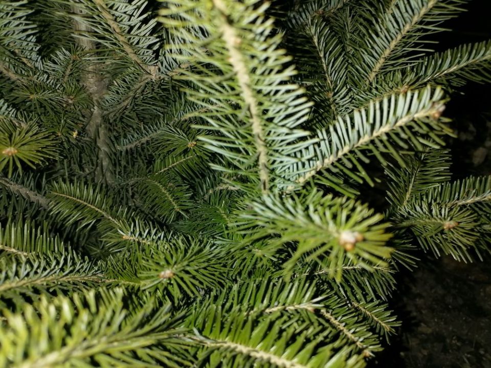 ����������� ������� ���������: ������ ��� ���?