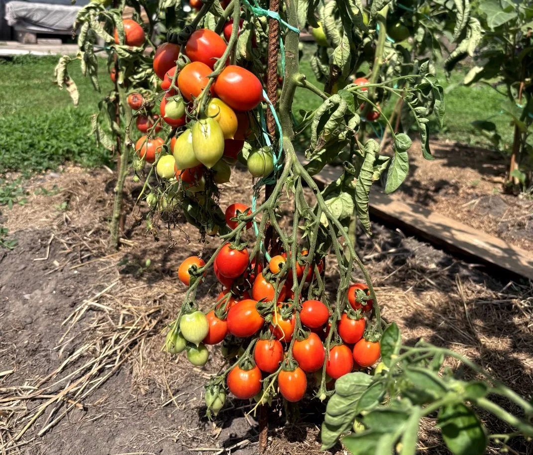 Томаты и помидоры: в чем разница и как это объяснить?