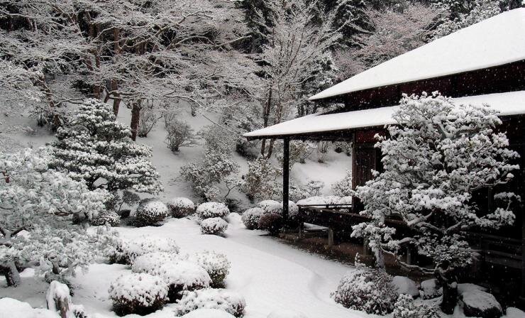 Подготовка к садоводческому сезону: важные мероприятия с 21 по 27 декабря