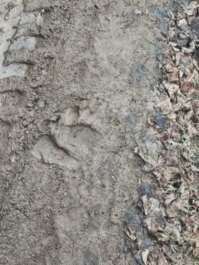 Заметили следы проснувшегося медведя