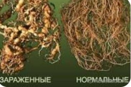 Невидимые угрозы на вашем огороде: как справиться с охотой на нематоду