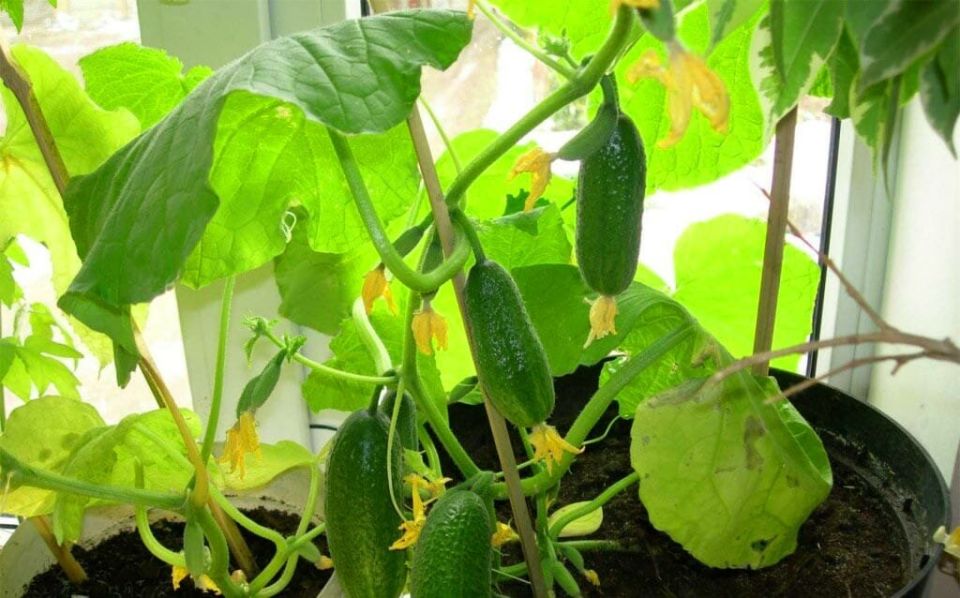 ����������� ������� �� �����������: ������ � ��������!