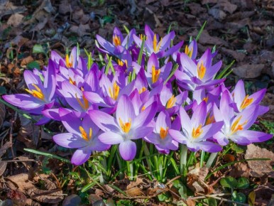Весенний уход за первоцветами: секреты яркого цветения крокусов, нарциссов и тюльпанов