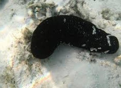 ������������ ����� �������, ������� �������� ��������