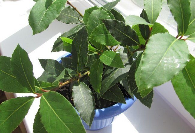 �������� ������ ��� ������� � ������ �� ������� ������� � ����� ����