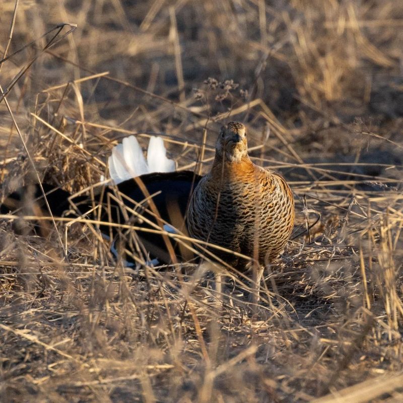 �������� �������� ��� ��� ������