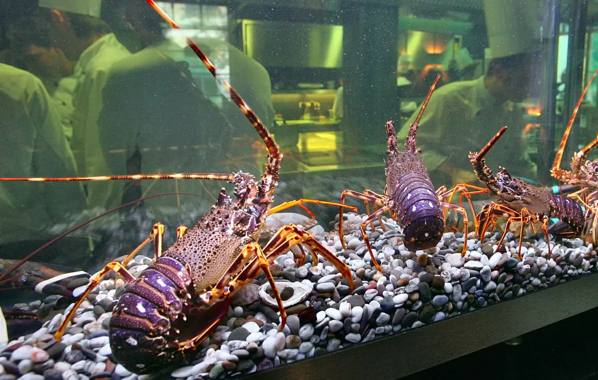 Живые лобстеры под запретом: новая эра кулинарии в Англии