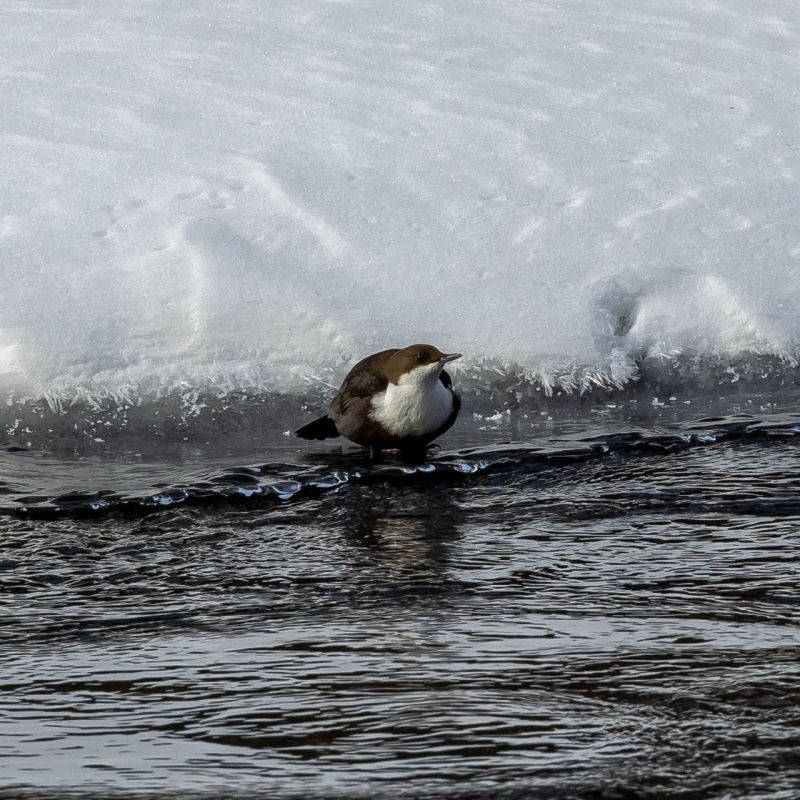 � �������� ���������� �������� ������������ ������