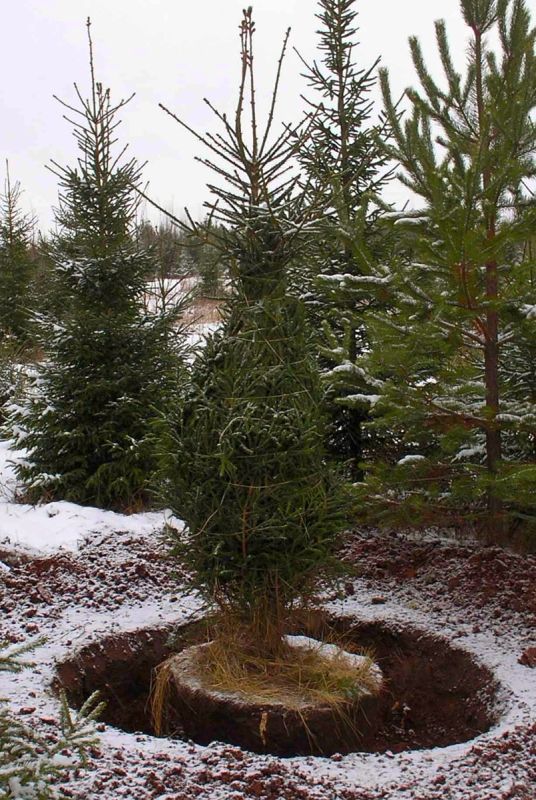 ������ ������� �������: ������� ��������� ��������� ������ ����