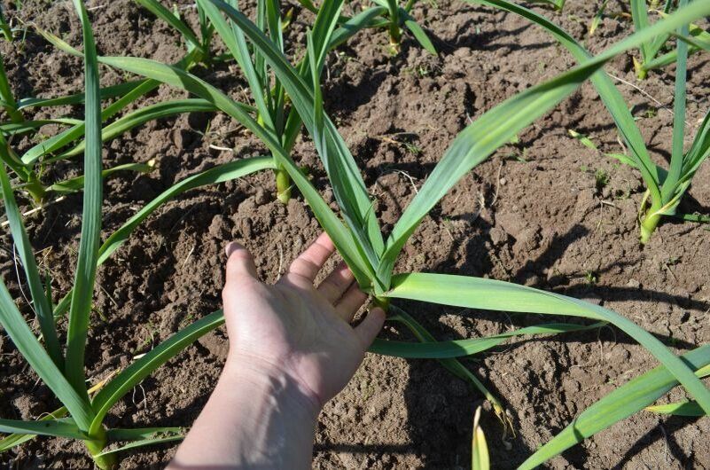 ����������� ������ �� ��������� ������� � ����: ���� �� ������� �������