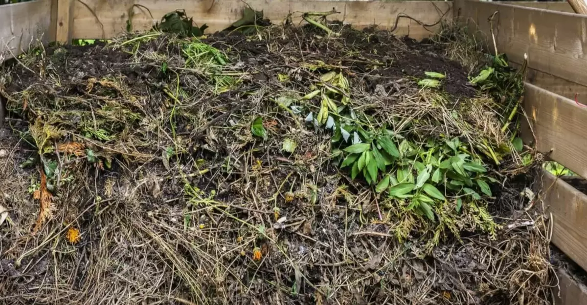 Сорняки в компост: что важно знать для твоего огорода