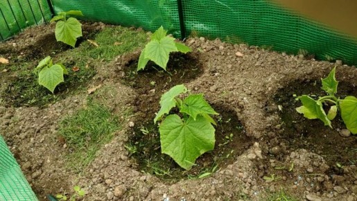 ��� ������� ���������� ������ ����� ������� � �����: ������ � �������